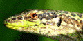 Adv Banner